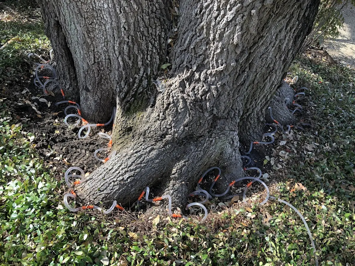 Detailed Tree Cabling and Bracing job site in Stormville