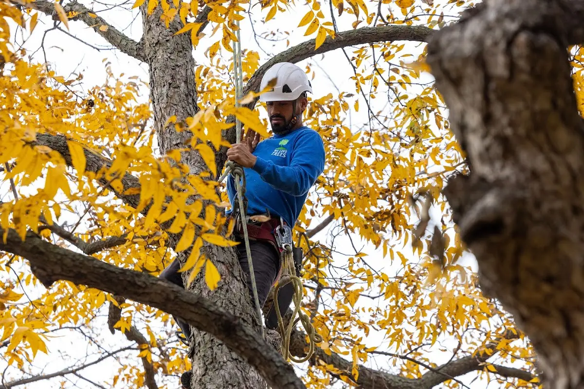 Skilled Tree Planting crew working in Stormville