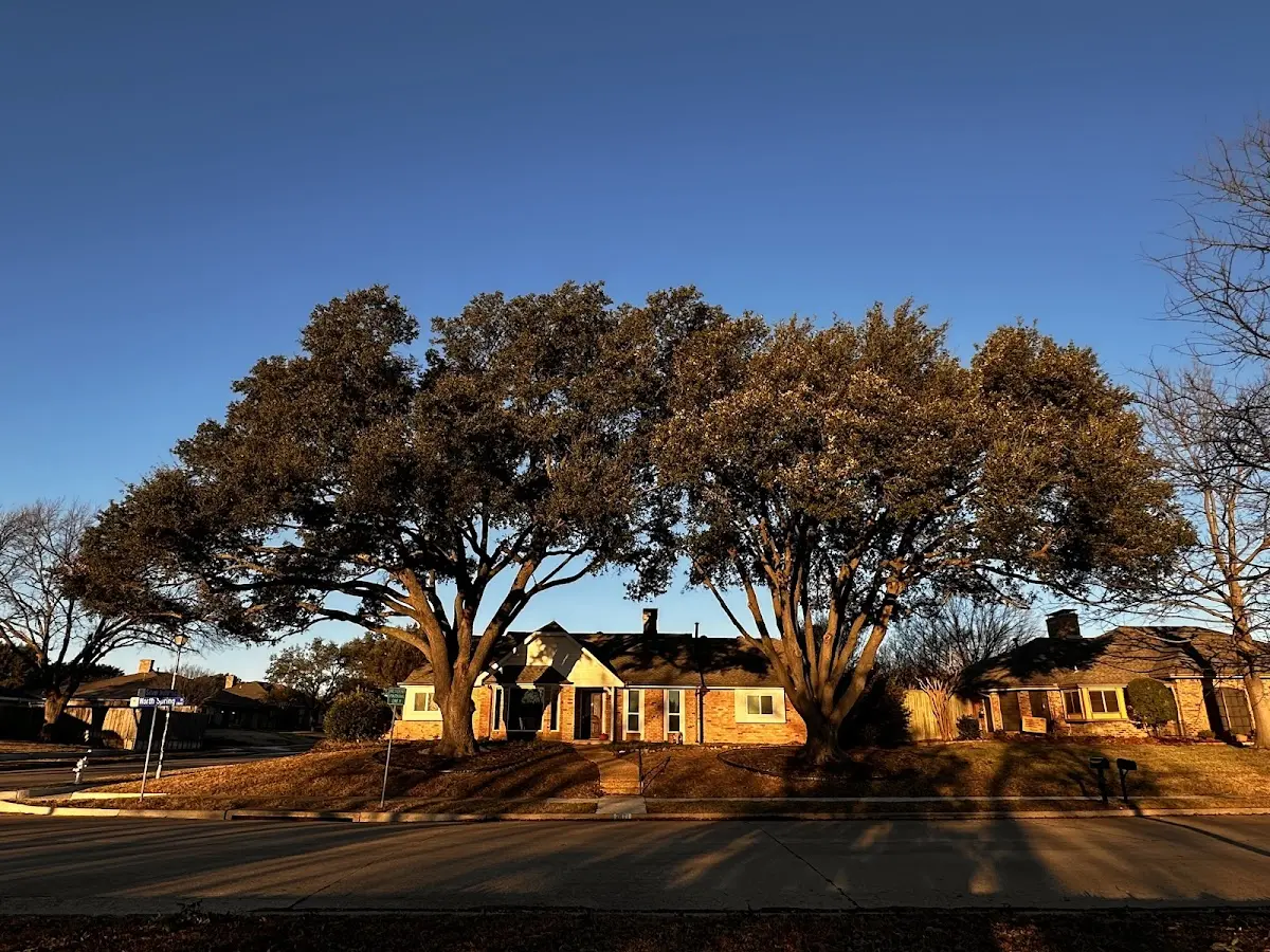 Established residential canopy tree shading a home in Stormville